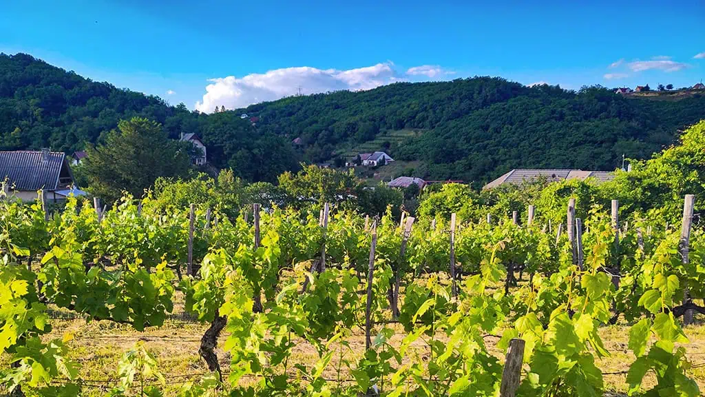 Biodinamikus borászat Szekszárd