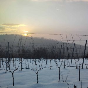 DiófásiBioBirtok, naplemente